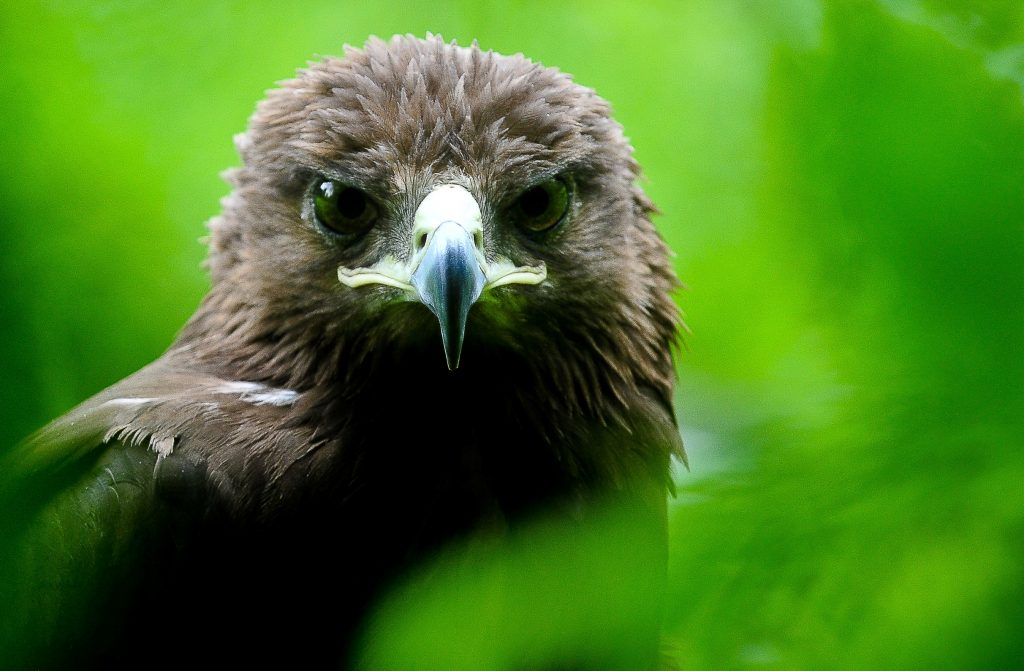 У браконьеров в Домодедово изъяли 30 хищных птиц