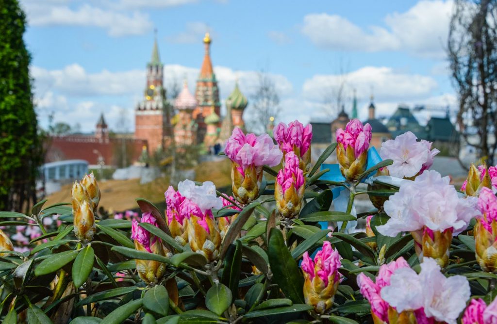 Цветок в москве цветет Цветок в москве цветет