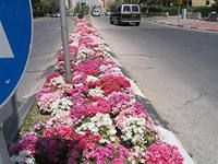 А вдоль дороги – зелень и цветы