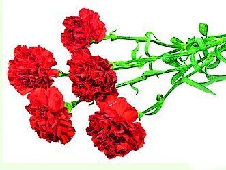 Наша гордость