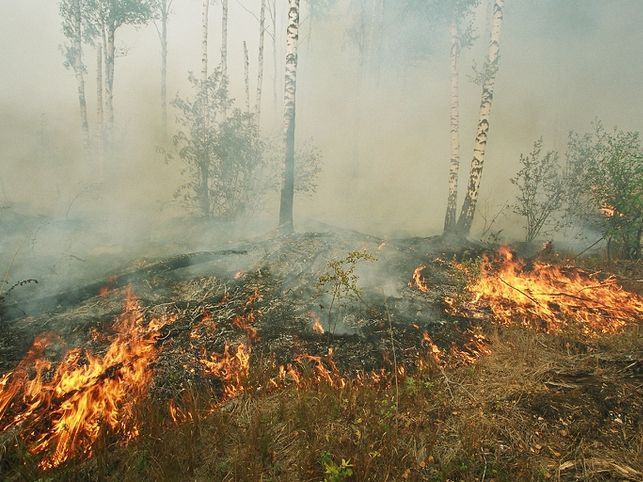Берегите природу от огня