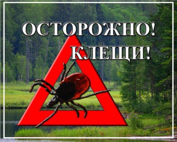 Как защититься от клещей