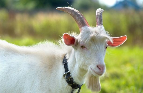 Вольеры с домашними животными откроют в девяти московских парках