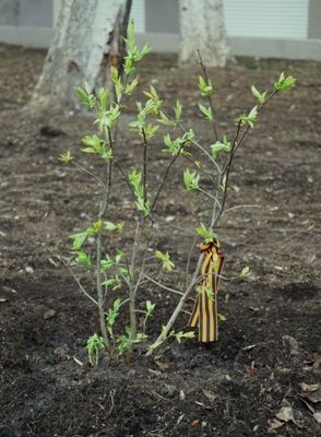 В Челюстно-лицевом госпитале для ветеранов войн высадили аллею сирени в честь празднования 70-й годовщины Победы