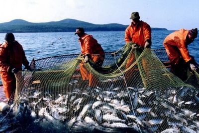 Российские рыбопромышленники увеличивают производство своей продукции