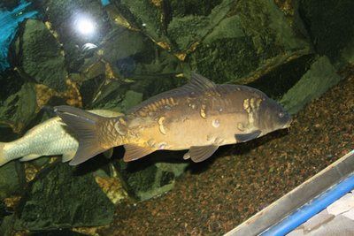 В центре Москвы появится двухметровый аквариум с редкими рыбами