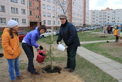 Какие растения будут расти в городских дворах жители выбирали на портале «Активный гражданин»