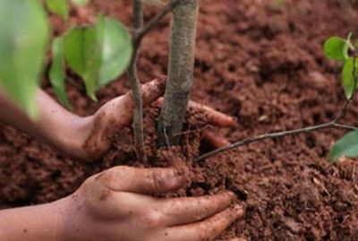 Жителей Донского района приглашают принять участие в озеленении дворов в рамках акции «Миллион деревьев»