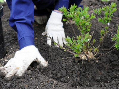 В Южном округе проводятся работы по озеленению дворов и скверов в рамках акции «Миллион деревьев»