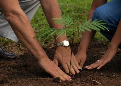 В рамках акции «Миллион деревьев» продолжаются работы по благоустройству Даниловского района ЮАО