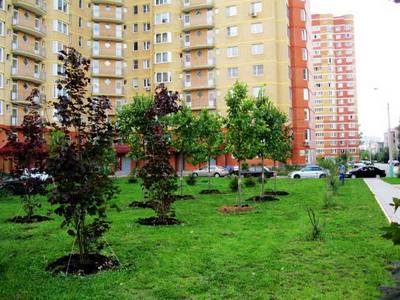 Более 3 тысяч деревьев высажено на территориях новостроек в Москве