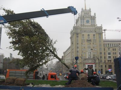 В Москве началось озеленение по программе «Моя улица»