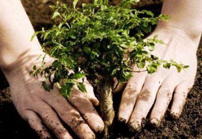 В Чертаново Южное вскоре высадят новые деревья