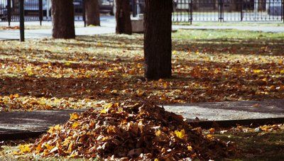 Правила уборки осенней листвы определят жители каждого двора