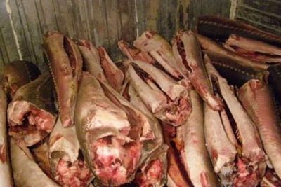 Полицейские ЮАО изъяли более 1,5 тонн рыбы осетровых пород