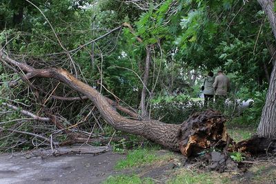 Дерево упало на автомобиль в ЮАО