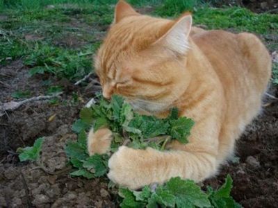 Коты вернулись в «Аптекарский огород» за валерианой из-за тепла