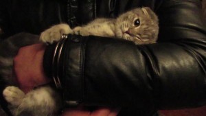 Преступник, сбывавший наркотики в Кокошкино, держал кота