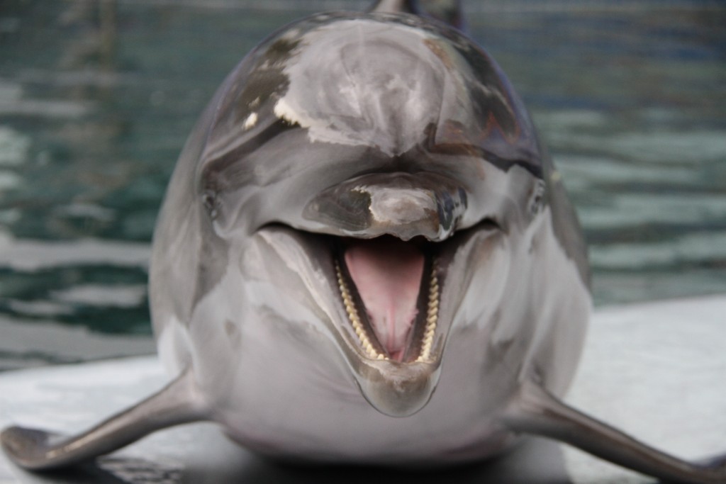 В «Москвариум» доставили 14 японских дельфинов