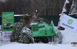 50 новогодних елок сдали москвичи на пункты утилизации