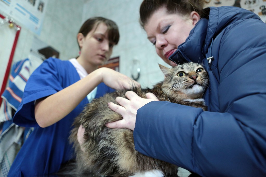 Заявки на вакцинацию домашних животных примут через приложение 