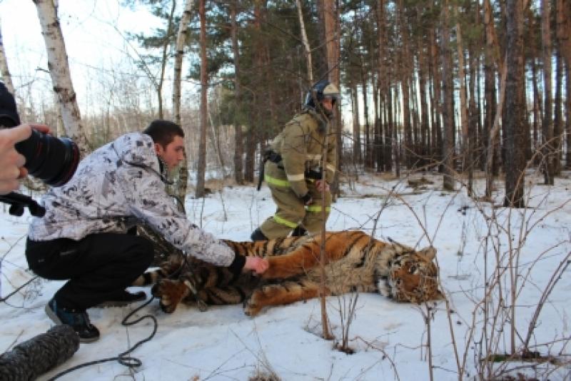 Сбежавшего из зоопарка тигра в Воронежской области обезвредили