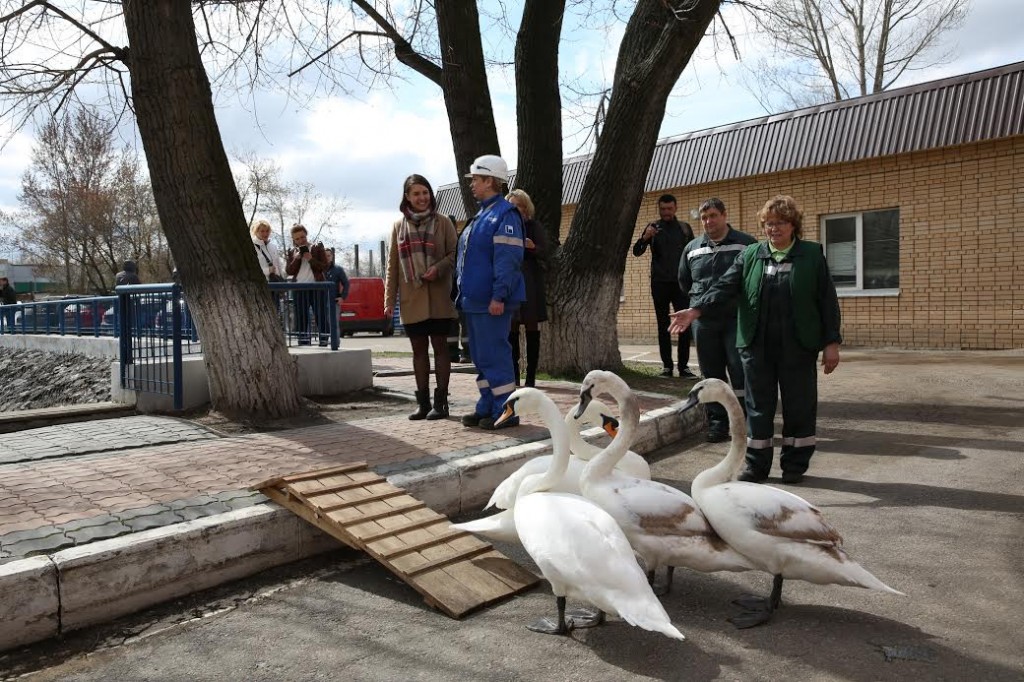 Лебеди Московского нефтеперерабатывающего завода перебрались в летние домики