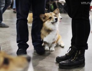 На службу в полицию города Москвы поступят собаки породы вельш-корги пенброк