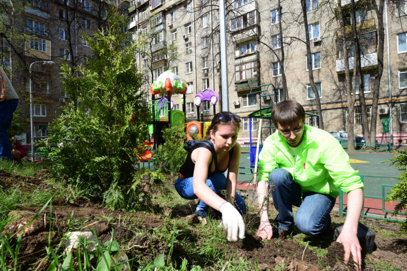 В Бирюлево Западном пройдет «День подсолнуха»