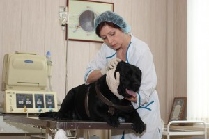 8 апреля 2016 года. Советская участковая ветеринарная лечебница. Лабрадор Ася даже не почувствовала укол