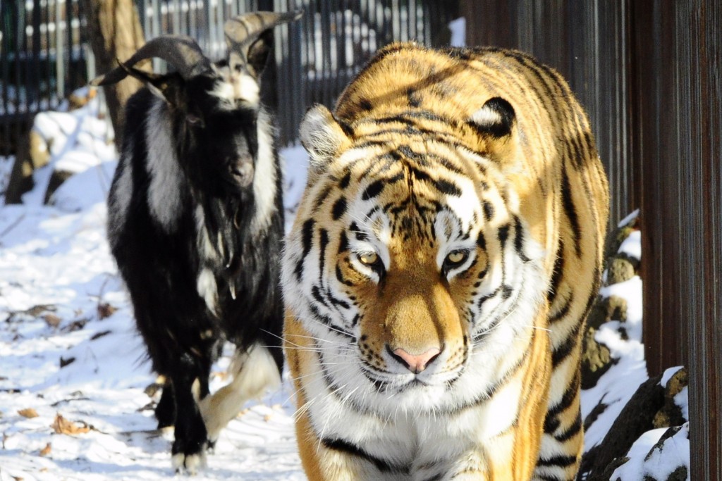 Тигр Амур и козел Тимур больше не будут жить рядом