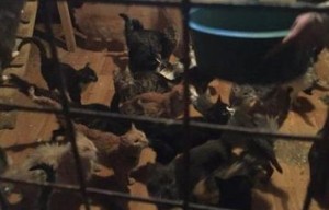 Уголовное дело завели по факту гибели животных в приюте «Эко Вешняки» Уголовное дело завели по факту гибели животных в приюте «Эко Вешняки»