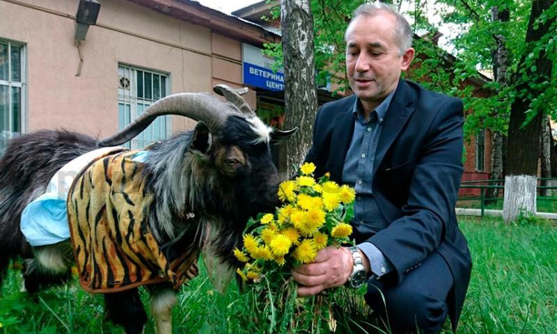Козел Тимур начал поправляться после укуса тигра Амура благодаря московским ветеринарам