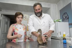 24 июня 2016 года. Владимир Романов, главный ветеринарный врач госпиталя птиц осматривает пострадавшую утку. Корреспондента «ЮГ» пустили «проведать» пострадавших. Фото: Сара Зицерман. 24 июня 2016 года. Владимир Романов, главный ветеринарный врач госпиталя птиц осматривает пострадавшую утку. Корреспондента «ЮГ» пустили «проведать» пострадавших. Фото: Сара Зицерман.