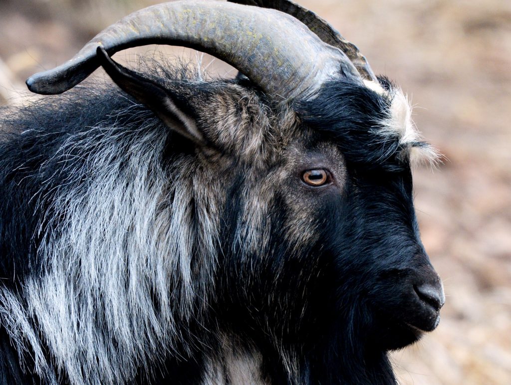 В первую неделю июля знаменитый козел Тимур погостит на ВДНХ
