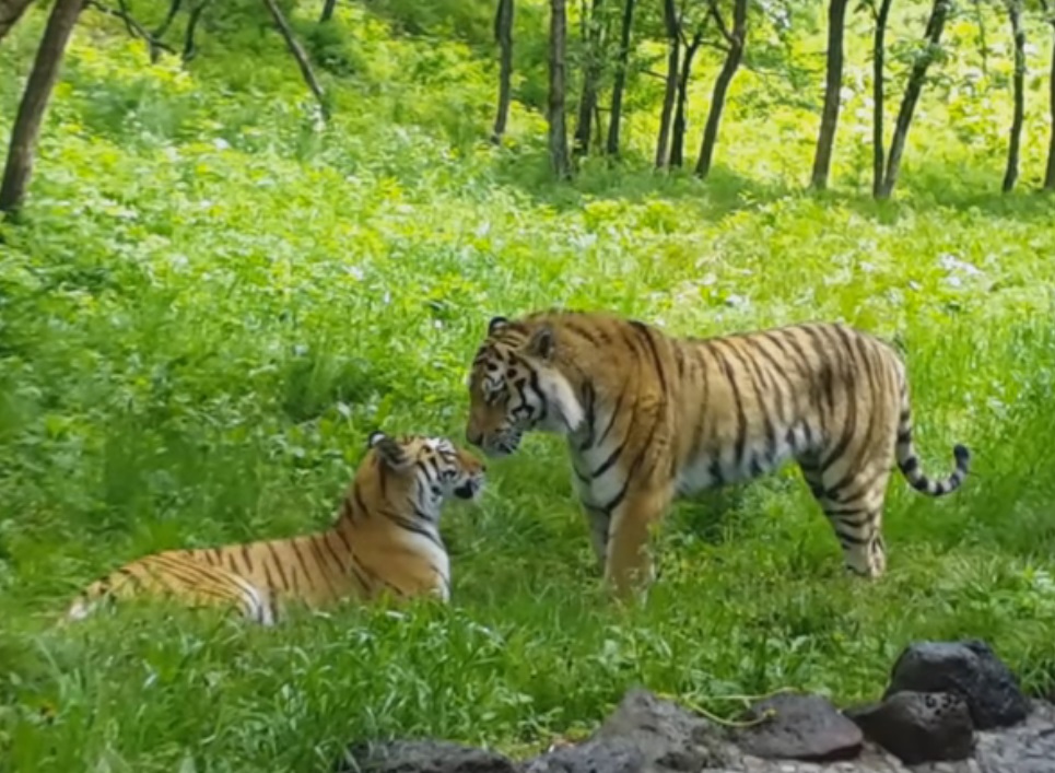 Тигры Амур и Уссури налаживают семейные отношения