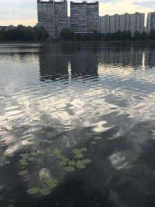 В Нагатинском затоне зацвели кувшинки. Фото: Инна Ильина В Нагатинском затоне зацвели кувшинки. Фото: Инна Ильина