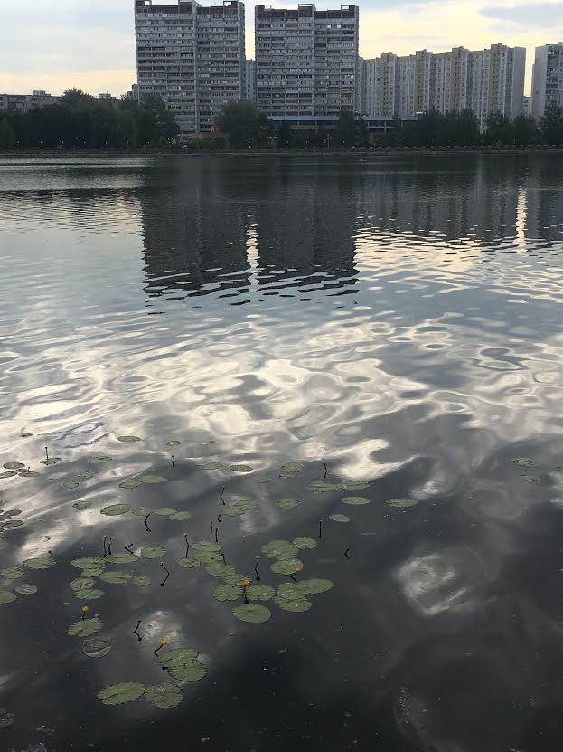 В Нагатинском затоне зацвели кувшинки