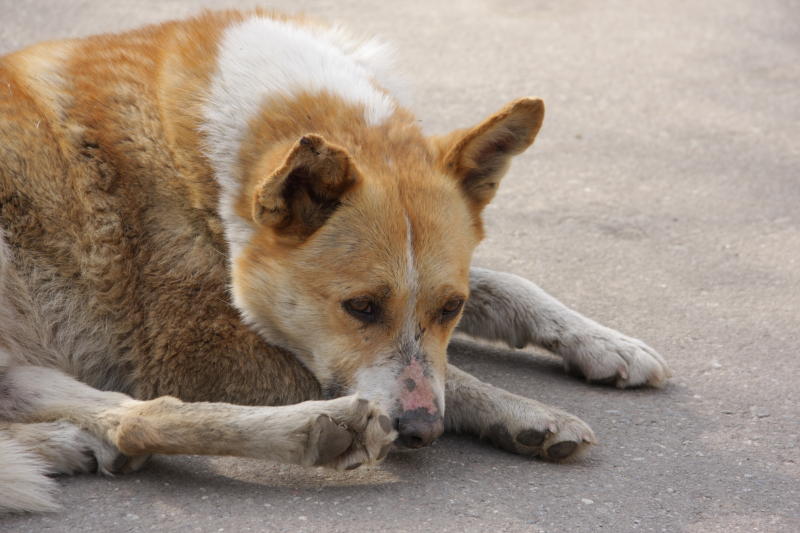 Выставка собак из приюта Бирюлево пройдет 11 июня