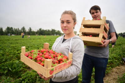 Москвичи получат оповещения о местах продажи клубники