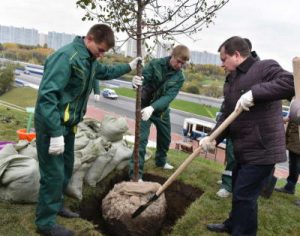 В районе Братеево посадят 81 дерево В районе Братеево посадят 81 дерево