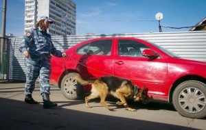 кинолог 4