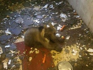 Медвежонка обнаружили в гараже района Бирюлево Восточное