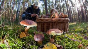 Памятка грибникам Памятка грибникам