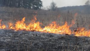 Правила пожарной безопасности в природных и озелененных территориях (парках, скверах, зеленых насаждениях) Правила пожарной безопасности в природных и озелененных территориях (парках, скверах, зеленых насаждениях)