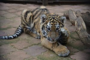 Амурский тигр — один из пяти видов тигров, сохранившихся на планете