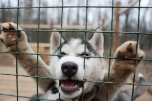 Жители Орехово-Борисово Северного оценили новую дрессировочную площадку для собак
