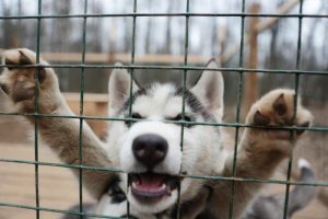Жители Орехово-Борисово Северного оценили новую дрессировочную площадку для собак Жители Орехово-Борисово Северного оценили новую дрессировочную площадку для собак