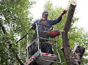 В южном Чертаново ликвидировали сухостойные деревья 