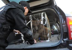 Представитель Департамента природопользования Москвы закрепляет в багажнике автомобиля клетку с медвежонком. Животное везут в московский приют для животных «Бим»